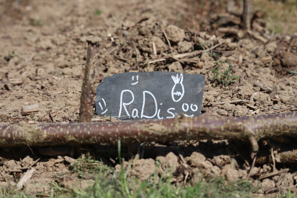IMG_4569 Des radis sont plantés dans le potager.
